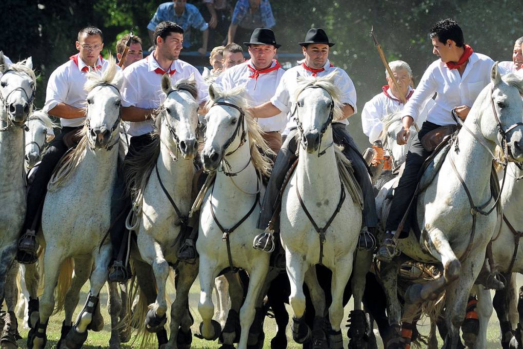 Städte, Stiere und wilde Camargue gallery image