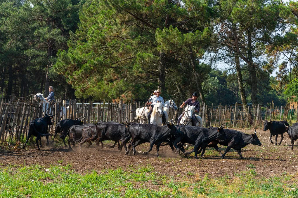 Am Schnittpunkt von Languedoc und Provence gallery image