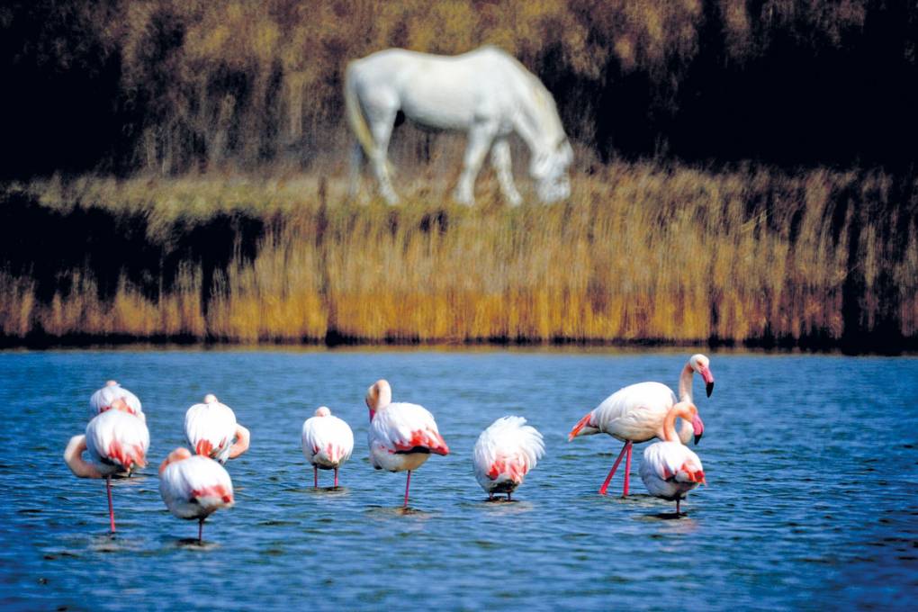 Die Tierwelt am Ufer des Étang du Méjean beobachten