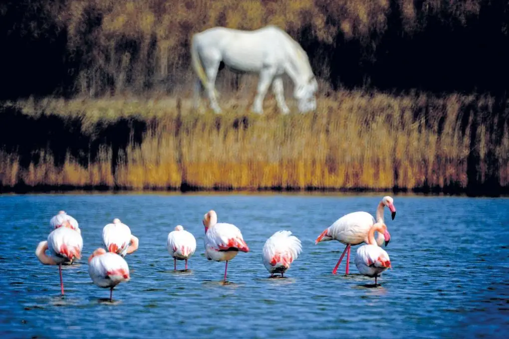 Die Tierwelt am Ufer des Étang du Méjean beobachten