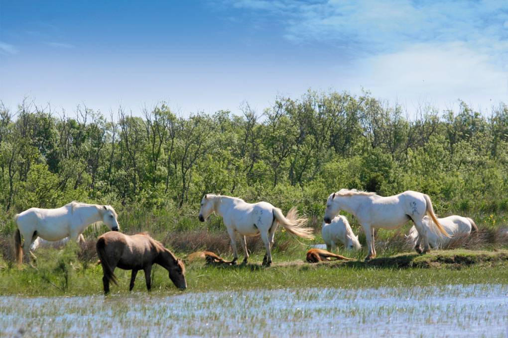 Die Camargue-Stierzuchtbetriebe entdecken