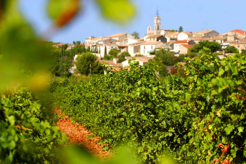 Balades entre vignes et canal du Midi gallery image