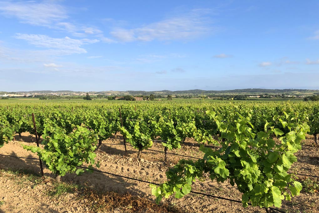 Marseillan – zwischen Meer und Weinbergen