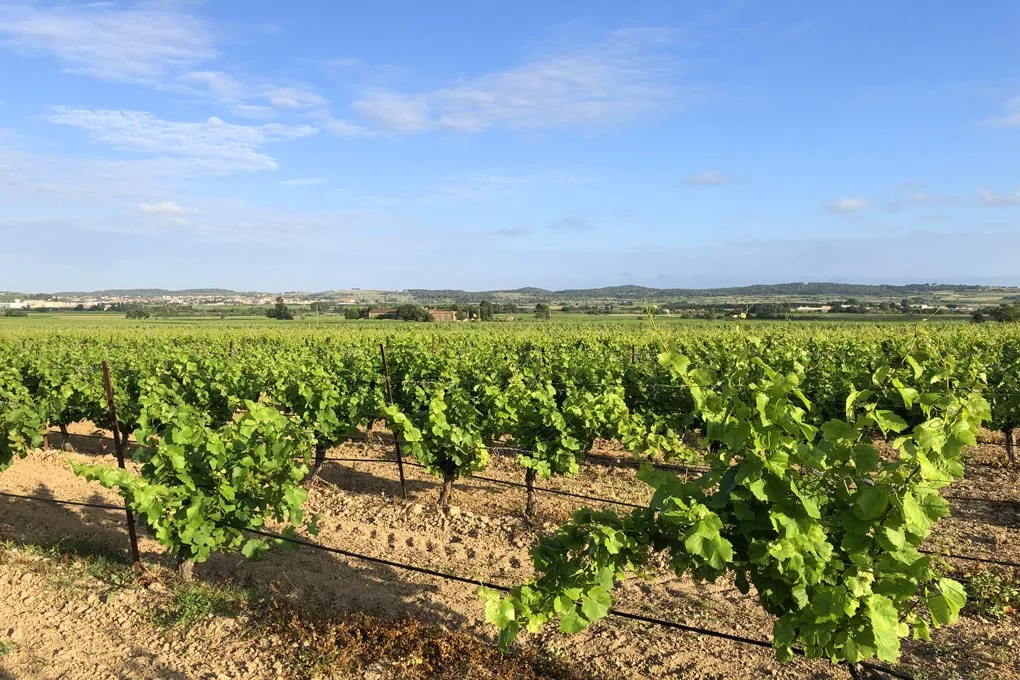 Marseillan – zwischen Meer und Weinbergen