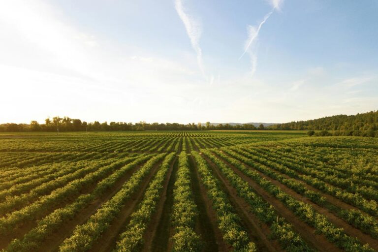 Weinberge und alte Steine
