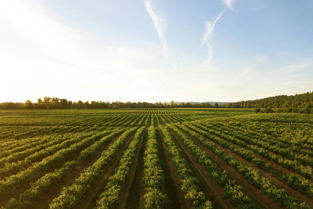 Weinberge und alte Steine