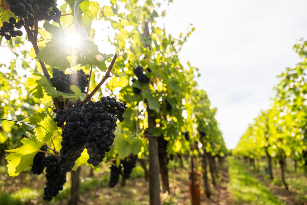 Die Weine der Region probieren