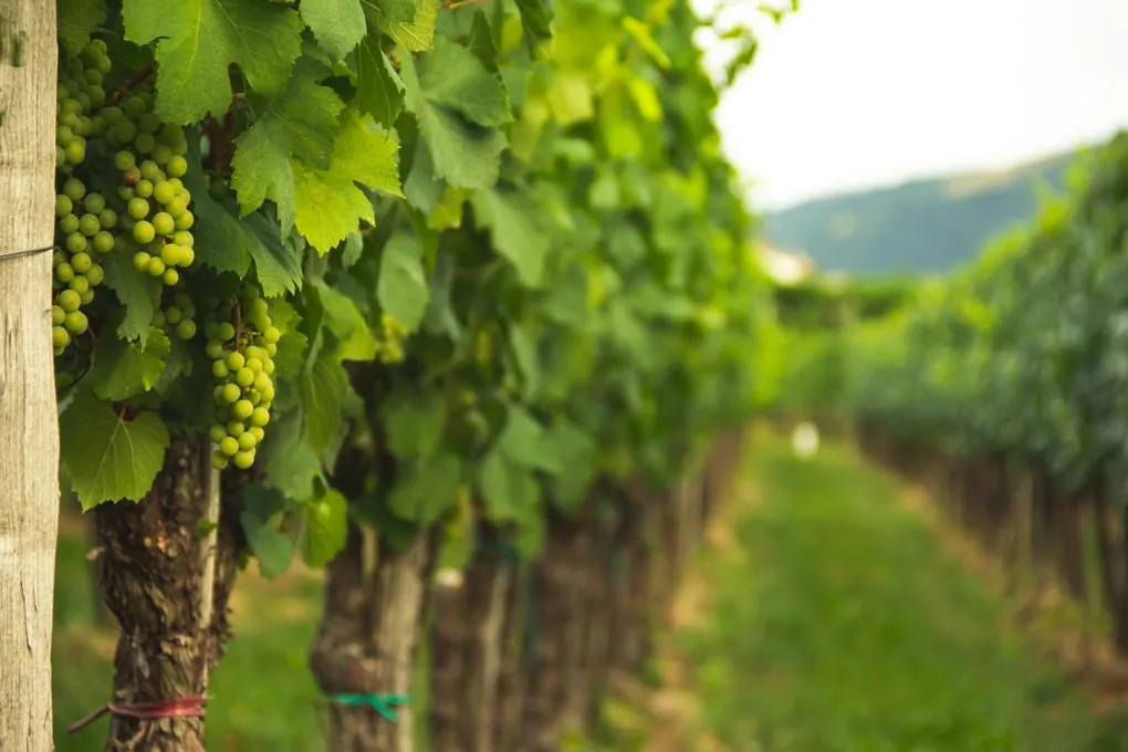 Entre vignes et pierres