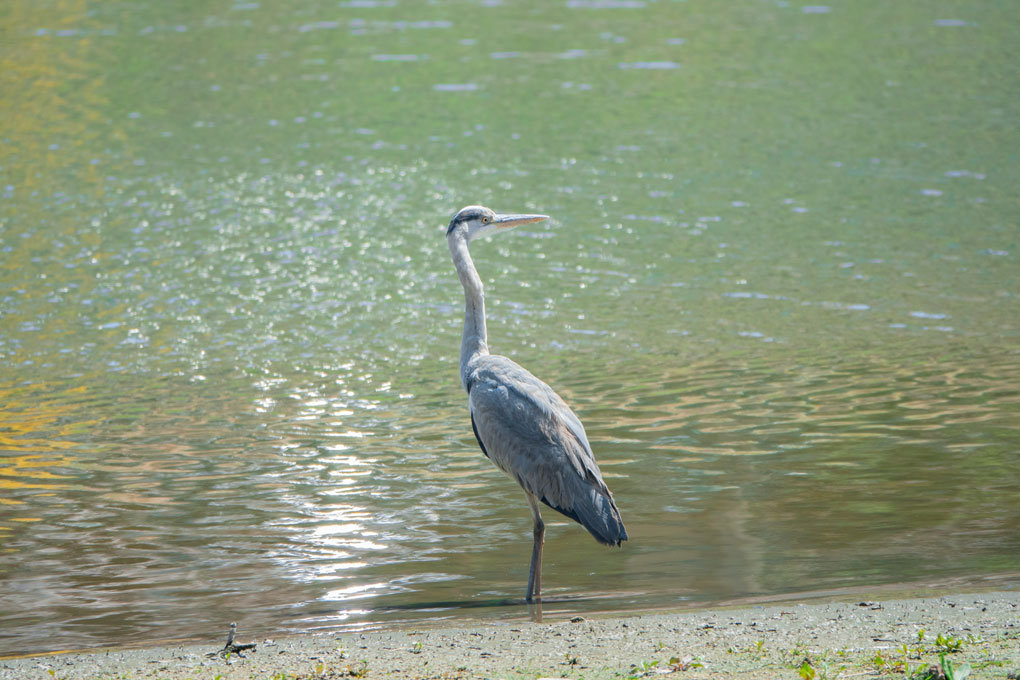 Birdwatching Along the Vecht