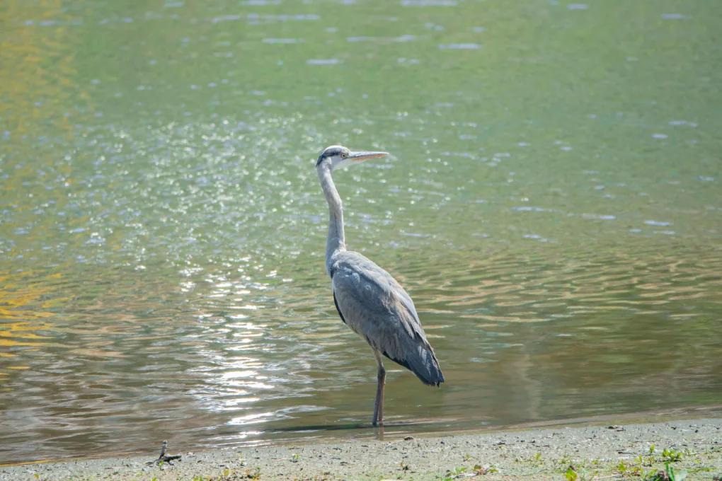 Observation d’oiseaux le long de la Vecht