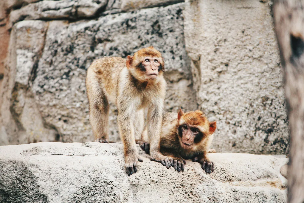 Zoo de Neustrelitz