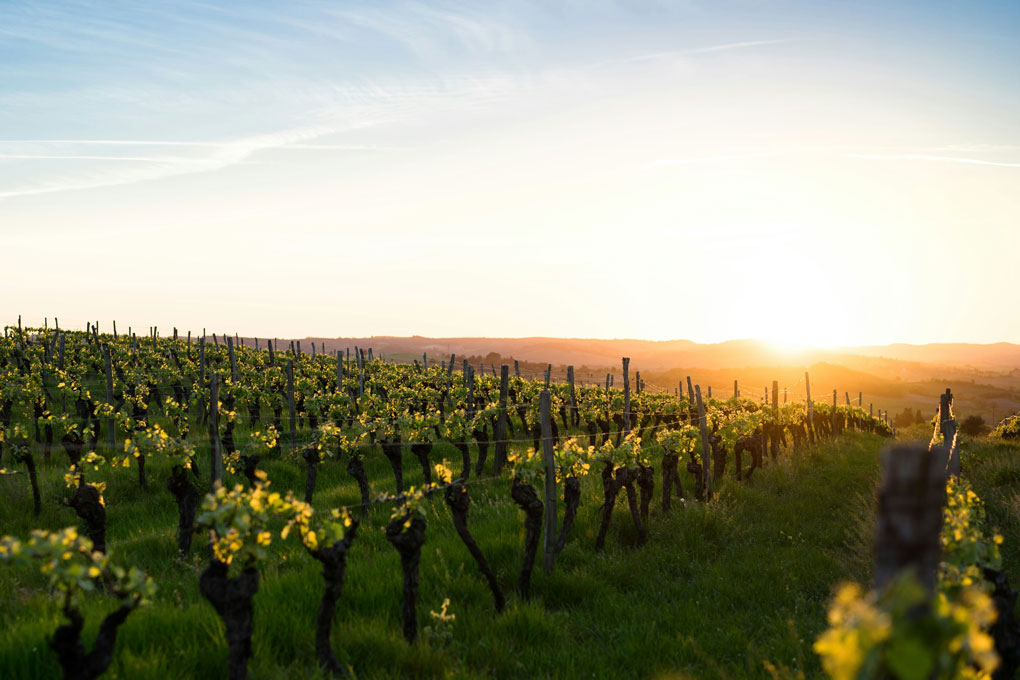 Luzech : au cœur du vignoble de Cahors