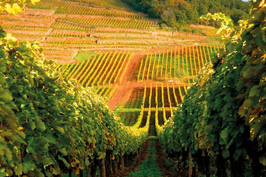 Between Vineyards and Warm Waters gallery image