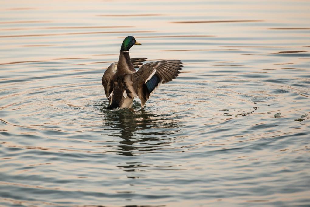 Between Vineyards and Warm Waters gallery image