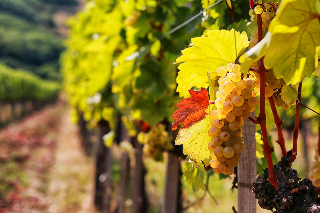 Explore the Tokaj vineyard