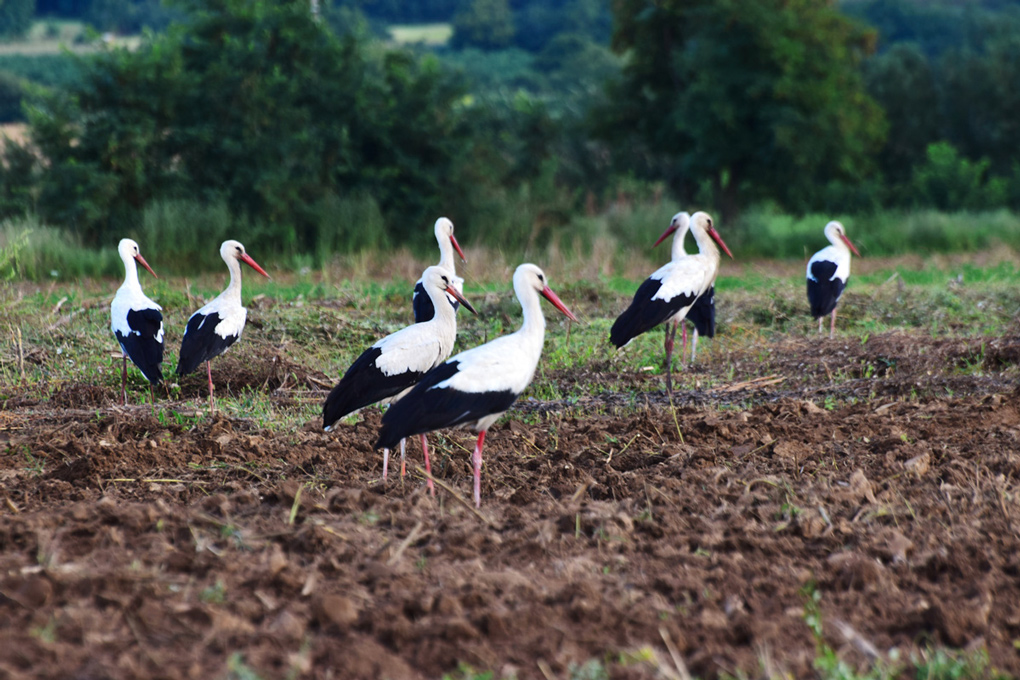 Observe wildlife in Bodrogkeresztúr