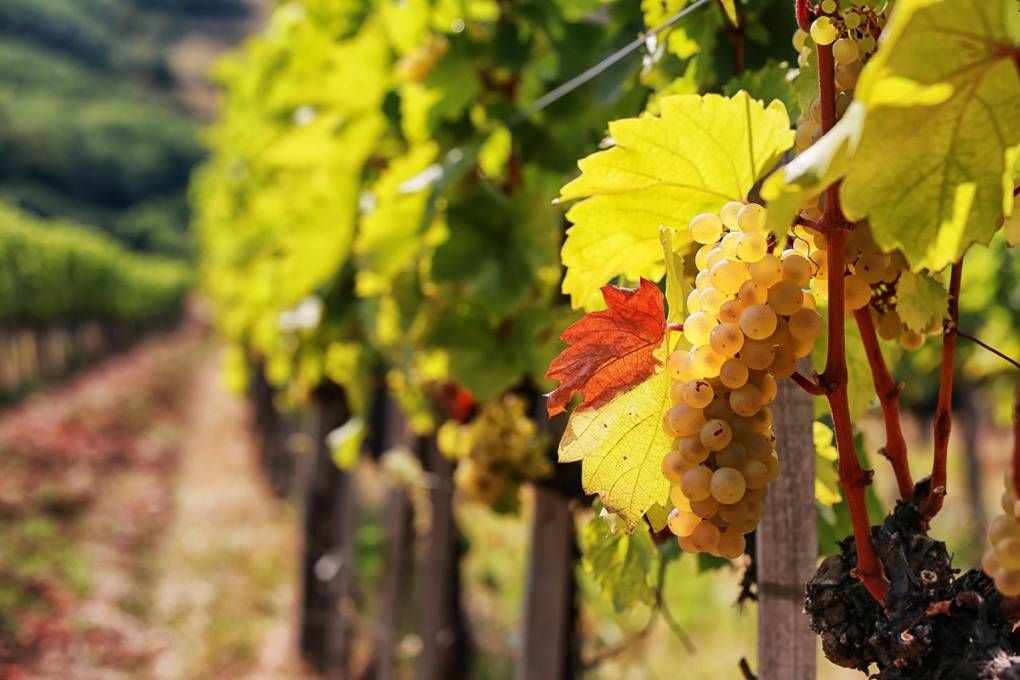 Royal Wines and Calm Rivers gallery image