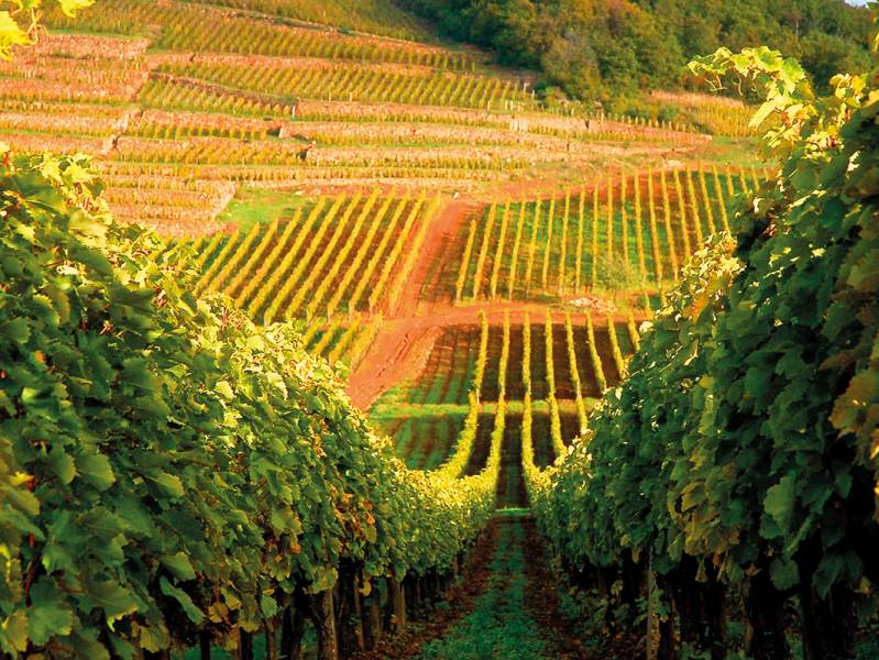 From Vineyards to Wild Rivers gallery image