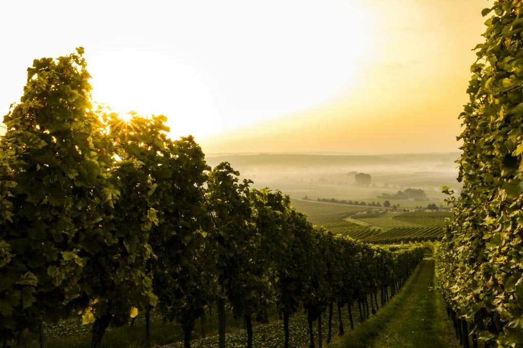 Castles, vineyards and river romance