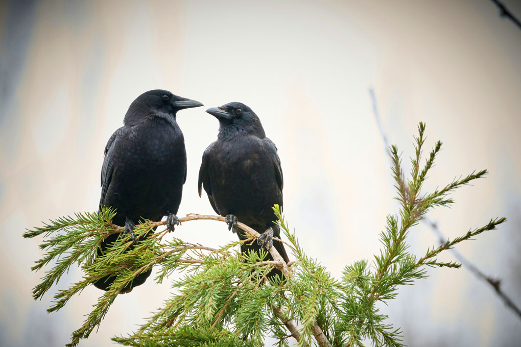 Rabeninsel (Crow Island)