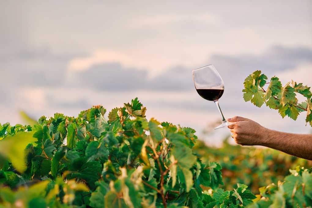 Irancy, l’écrin rouge de Bourgogne