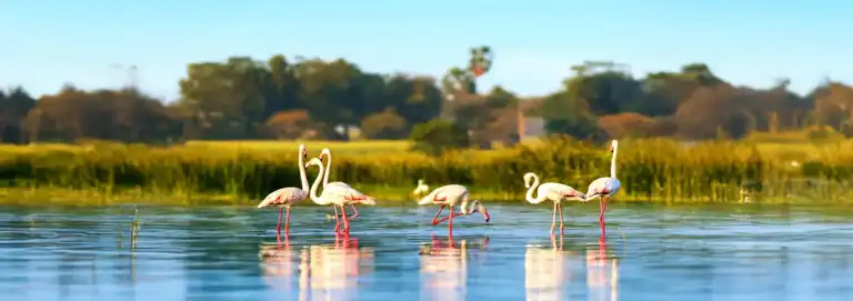 Camargue