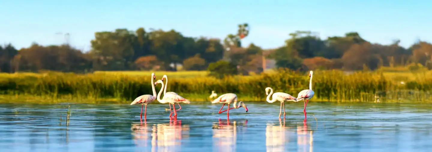Camargue