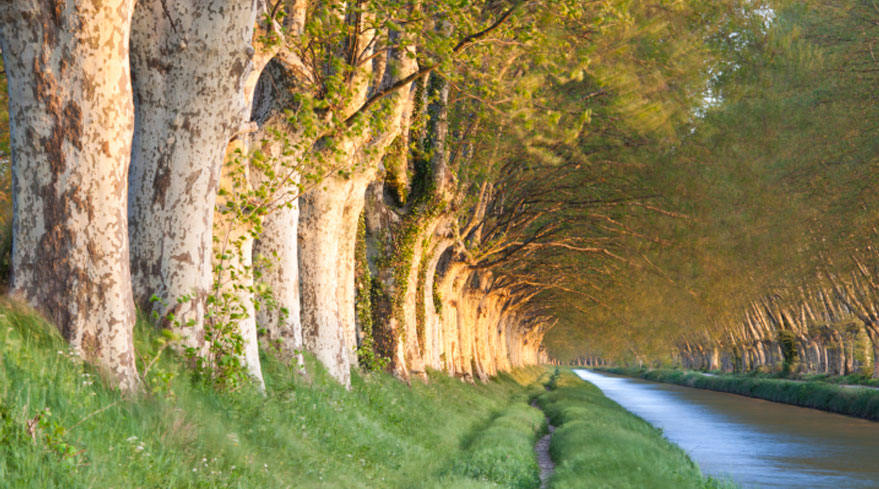 Les platanes du Canal du Midi